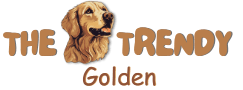 The Trendy Golden